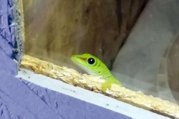 Geckos kaufen und verkaufen Photo: Madagaskar Taggecko Phelsuma Grandis 0. 0. 1. aus eigener Nachzucht