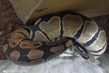 Ball Pythons kaufen und verkaufen Photo: Konigspython weiblich 1 Jahr