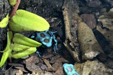 Pfeilgiftfrösche kaufen und verkaufen Foto: Dendrobates Auratus El Coupé 