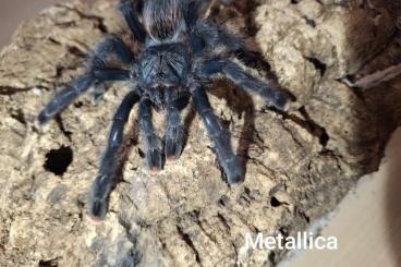 Vogelspinnen kaufen und verkaufen Foto: Vogelspinnen ua. Purpurea,Versicolor, Metallica uvm.