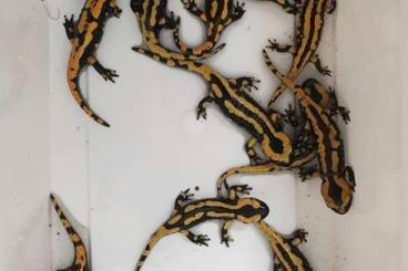 salamanders kaufen und verkaufen Photo: Feuersalamander S.s.t. NZ 2024