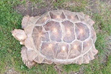Tortoises kaufen und verkaufen Photo: Geochelone Sulcata Male CB18 Tortoises kaufen und verkaufen Photo: Geochelone Sulcata Male CB18