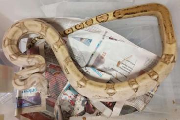 Snakes kaufen und verkaufen Photo: 1.2 Boa Constrictor Imperator "Hogg Island" Snakes kaufen und verkaufen Photo: 1.2 Boa Constrictor Imperator "Hogg Island"