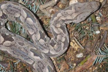 Boas kaufen und verkaufen Photo: Südliche Madagaskarboas Acrantophis dumerili