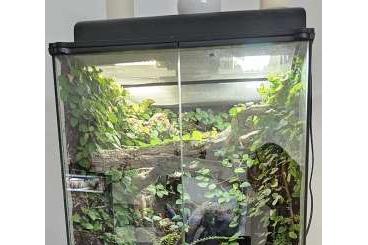 Terrarien kaufen und verkaufen Foto: Exoterra Terrarium 45x45x60 