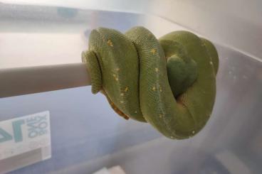 Pythons kaufen und verkaufen Photo: top morelia viridis cyclop männchen abzugeben!