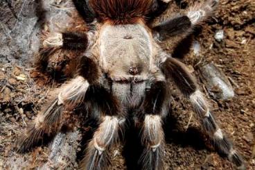 - bird spiders kaufen und verkaufen Photo: Vogelspinnen / Theraphosidae