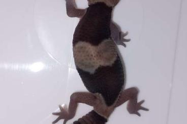 Geckos kaufen und verkaufen Foto: African Fat Tailed Gecko babies Hemitheconyx caudicinctus