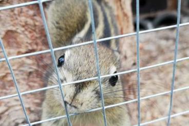 Exotic mammals kaufen und verkaufen Photo: Chinesische Baumstreifenhörnchen