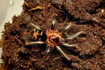 - bird spiders kaufen und verkaufen Photo: Cardiopelma, cyriocosmus, Acanthoscurria 