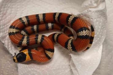 Snakes kaufen und verkaufen Photo: Lampropeltis polyzona hondurensis pure F3 animals 