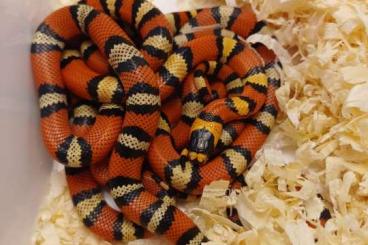 Schlangen kaufen und verkaufen Foto: Lampropeltis polyzona hondurensis and Lampropeltis polyzona sinaloae 