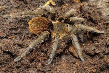 - bird spiders kaufen und verkaufen Photo: 1.2 Acanthoscurria ferina subadult handover in hamm