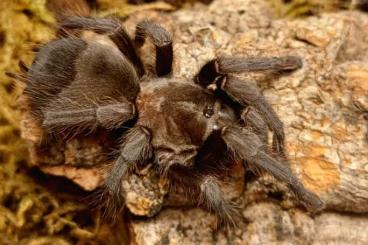 - bird spiders kaufen und verkaufen Photo: Aphonopelma steindachnerei juvenile 