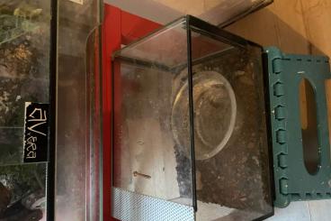 Enclosures kaufen und verkaufen Photo: Glasterrarium zu verkaufen