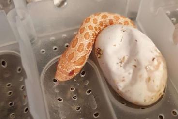 Snakes kaufen und verkaufen Photo: Hakennasennatter 2.0 albino 66% coral (lavender)