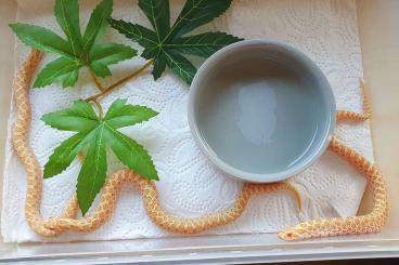 Schlangen kaufen und verkaufen Foto: Hakennasennatter 2.0 albino 66% coral (lavender)