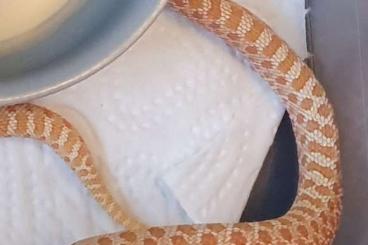 Snakes kaufen und verkaufen Photo: Hakennasennatter 1.1 albino 66% coral (lavender)