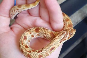 Snakes kaufen und verkaufen Photo: Hakennasennatter 1.0 Conda het ghost '22