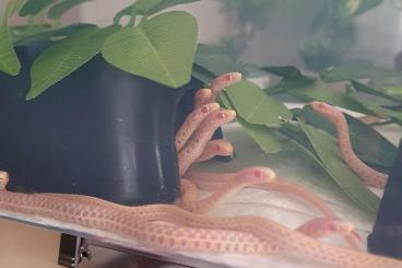 Schlangen kaufen und verkaufen Foto: 15x Thamnophis Radix iowa albino