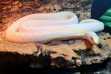 Schlangen kaufen und verkaufen Foto: 15x Thamnophis Radix T- albino 