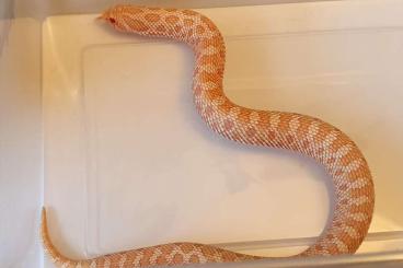 Snakes kaufen und verkaufen Photo: 1.0 Hakennasennatter Albino het lavender