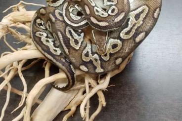 Pythons kaufen und verkaufen Foto: Cessione blocco P.regius morph