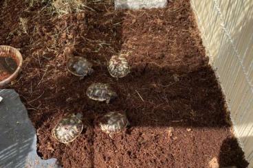 Tortoises kaufen und verkaufen Photo: Griechische Landschildkröten aus Zucht 2021 zu verkaufen