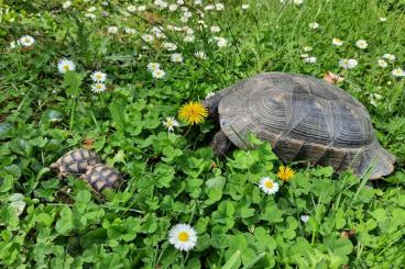 Tortoises kaufen und verkaufen Photo: Breitrandschildkröten aus eigener Nachzucht(23) zu verkaufen