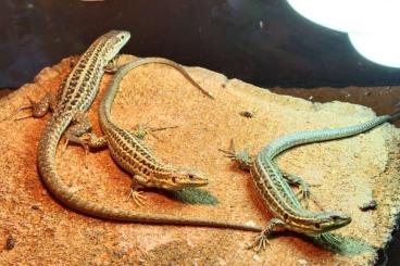 Lizards kaufen und verkaufen Photo: podarcis sicula-own breeding