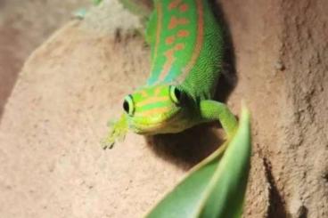 Geckos kaufen und verkaufen Photo: Phelsuma guimbeaui 1,1 Pair 