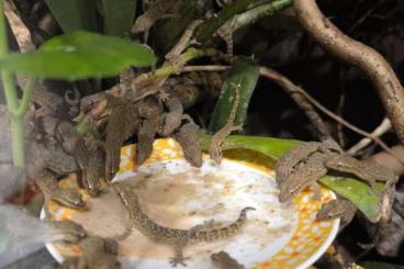 Geckos kaufen und verkaufen Photo: Lepidodactylus lugubris Jungferngeckos 