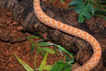 Snakes kaufen und verkaufen Photo: Baby Hakennasennatter Albino männlich