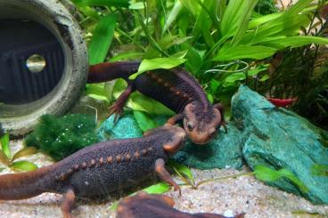 Newts kaufen und verkaufen Photo: Tylototriton verrucosus Krokodilmolch