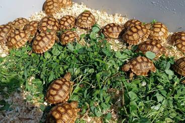 Landschildkröten kaufen und verkaufen Foto: Sulcata babies - PRAQUE/HAMM/HOUTEN/ Landschildkröten kaufen und verkaufen Foto: Sulcata babies - PRAQUE/HAMM/HOUTEN/