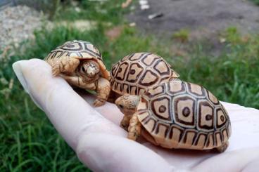 Schildkröten  kaufen und verkaufen Foto: Carbonarius, Sulcata, Pardalis - PRAQUE/HAMM/HOUTEN/