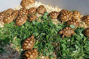 Turtles and Tortoises kaufen und verkaufen Photo: 0.0.XX Centrochelys sulcata