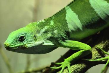 Echsen  kaufen und verkaufen Foto: Looking for Brachylophus fasciatus 