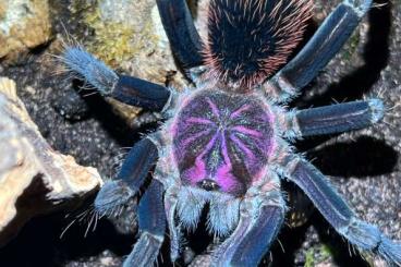 - bird spiders kaufen und verkaufen Photo: Biete diverse Xenesthis, Pamphobeteus, Monocentropus, …