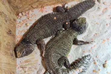 Lizards kaufen und verkaufen Photo: 1.1 Uromastix nigriventris