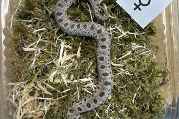 Schlangen kaufen und verkaufen Foto: Heterodon nasicus superarctic conda 