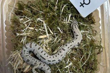 Schlangen kaufen und verkaufen Foto: Heterodon nasicus Arctic Conda NZ 24