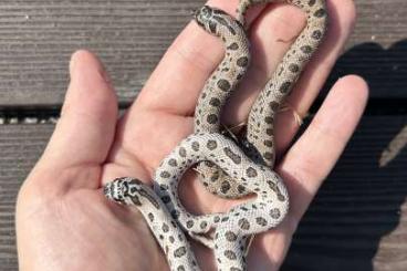 Nattern ungiftige  kaufen und verkaufen Foto: Heterodon nasicus SuperArctic conda 