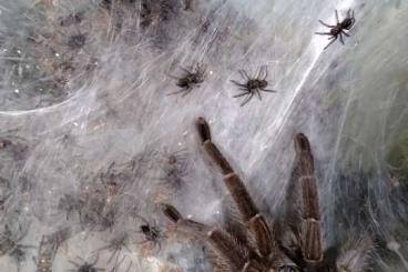 - bird spiders kaufen und verkaufen Photo: Vogelspinnen und Heteropoda venatoria