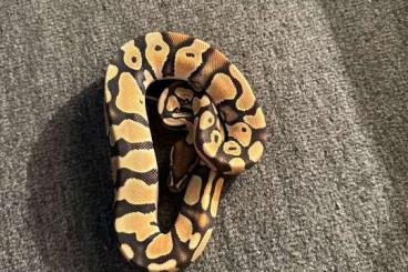 Snakes kaufen und verkaufen Photo: zu abgabe boa und pythons 