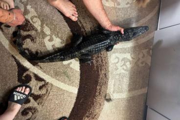 andere Echsen kaufen und verkaufen Foto: 0.1 caiman crocodilius 130cm 