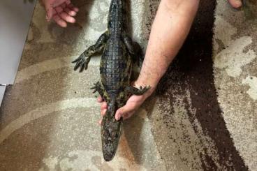 other lizards kaufen und verkaufen Photo: 1.0 caiman crocodilius 75cm