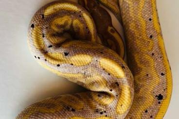Ball Pythons kaufen und verkaufen Photo: Black Pastel Banana het Pied 