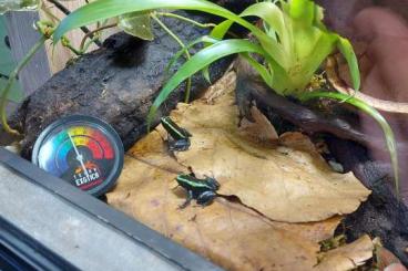 Poison dart frogs kaufen und verkaufen Photo: 1.0.0 Phyllobates aurotaenia green