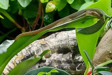 Geckos kaufen und verkaufen Foto: Phelsuma pulsilla pulsilla 